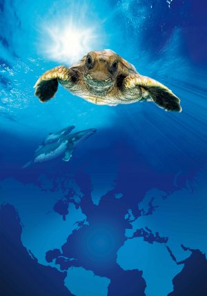 Turtle: The Incredible Journey