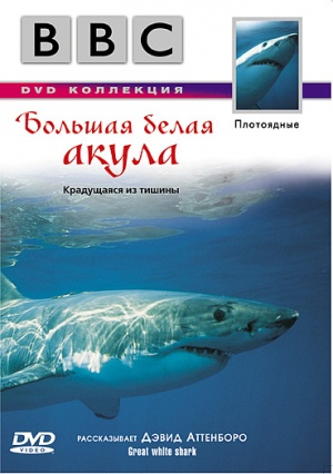 Great White Shark