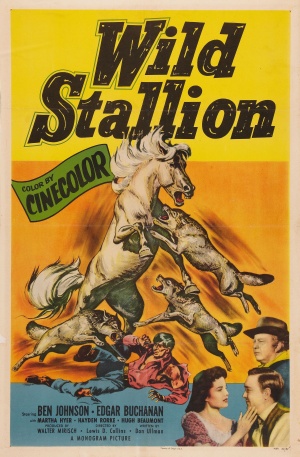 Wild Stallion