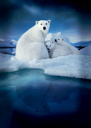 To the Arctic 3D