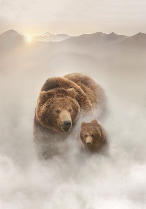 Terre des ours