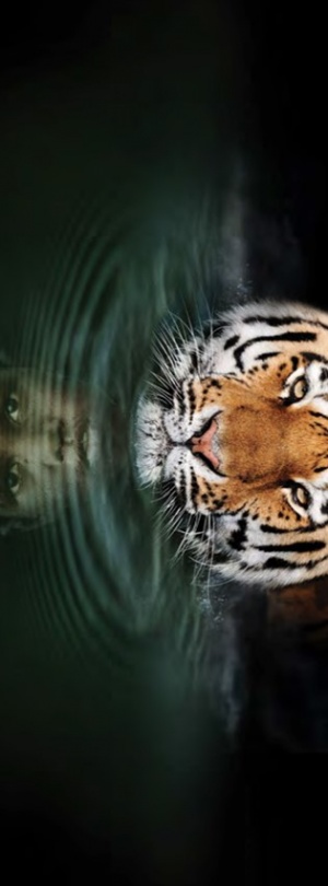 Life of Pi