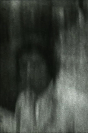 Carnívora
