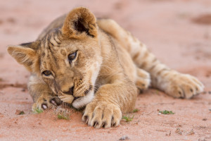 Baby Animals in the Wild