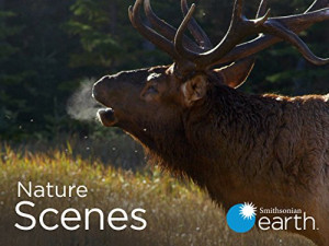 Nature Scenes