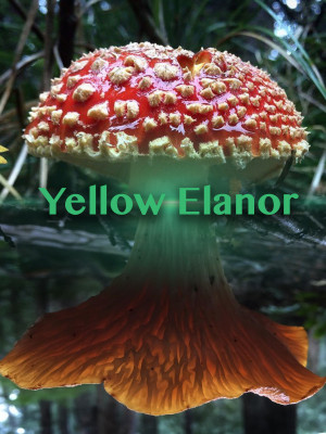 Yellow Elanor