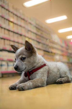 Puppy Academy