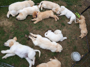 Secret Life of Puppies