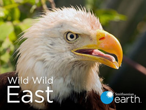 Wild Wild East