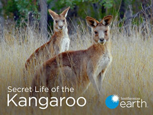 Secret Life of the Kangaroo