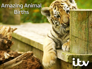 Amazing Animal Births