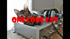 One Lone Cat