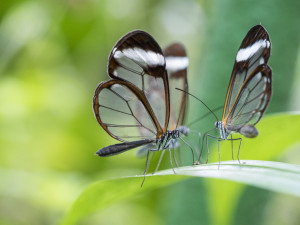 Butterfly Lords