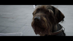 Dogs On The Streets