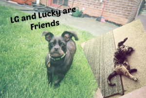 LG and Lucky Are Friends