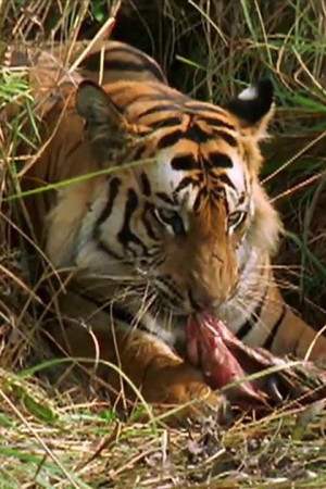 World's Deadliest: Natures Most Wanted