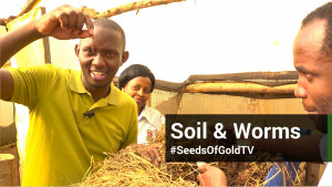 Seeds of Gold