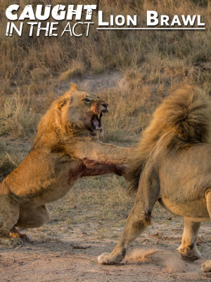 Lion Brawl