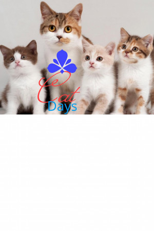 Cat Days