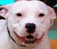 Snoop