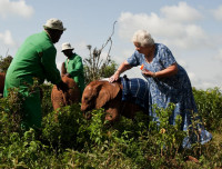 Daphne Sheldrick