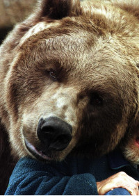 Bart the Bear