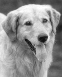 Buddy