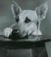Flash the Dog