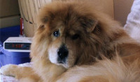 Samson