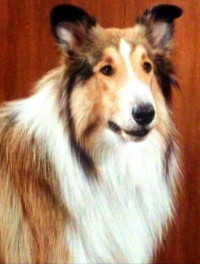 Lassie