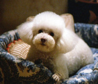 Darla
