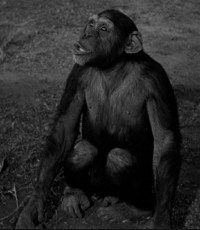 Tamba