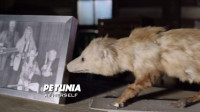 Petunia