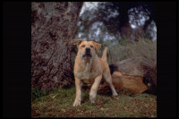 Spike