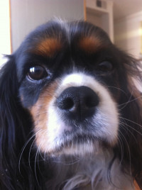 Cassius