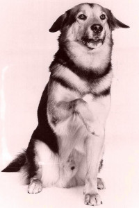 Bo