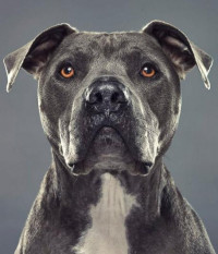 Junior