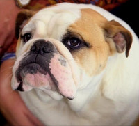 Winston